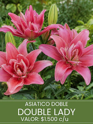 Bulbo Lilium Asiático Doble Double Lady 14/16 (LOTE DESPACHO DESDE FINES DE OCTUBRE 2026)