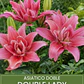Bulbo Lilium Asiático Doble Double Lady 14/16 (LOTE DESPACHO DESDE FINES DE OCTUBRE 2026) - Miniatura 1