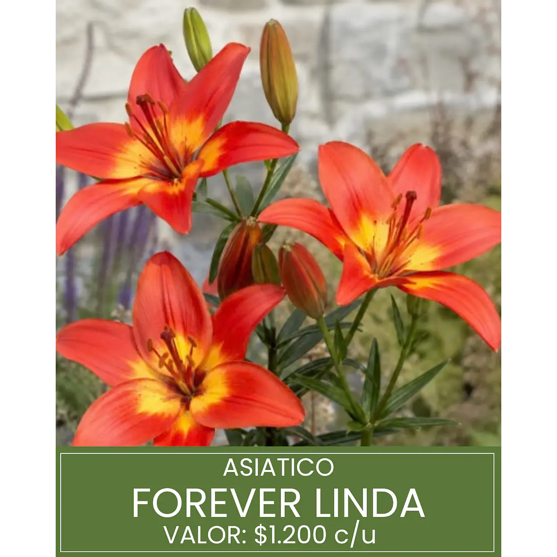 Bulbo Lilium Asiático Forever Linda 14/16  (LOTE DESPACHO FINES DE OCTUBRE 2026) 1