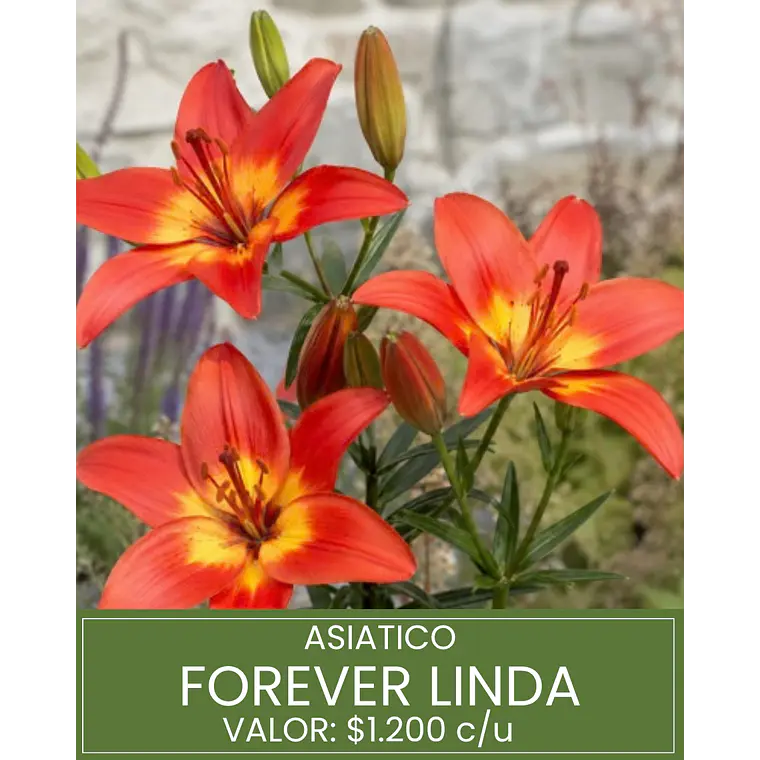Bulbo Lilium Asiático Forever Linda 14/16  (LOTE DESPACHO FINES DE OCTUBRE 2026) 1