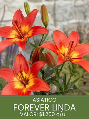 Bulbo Lilium Asiático Forever Linda 14/16  (LOTE DESPACHO FINES DE OCTUBRE 2026)