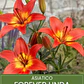 Bulbo Lilium Asiático Forever Linda 14/16  (LOTE DESPACHO FINES DE OCTUBRE 2026) - Miniatura 1