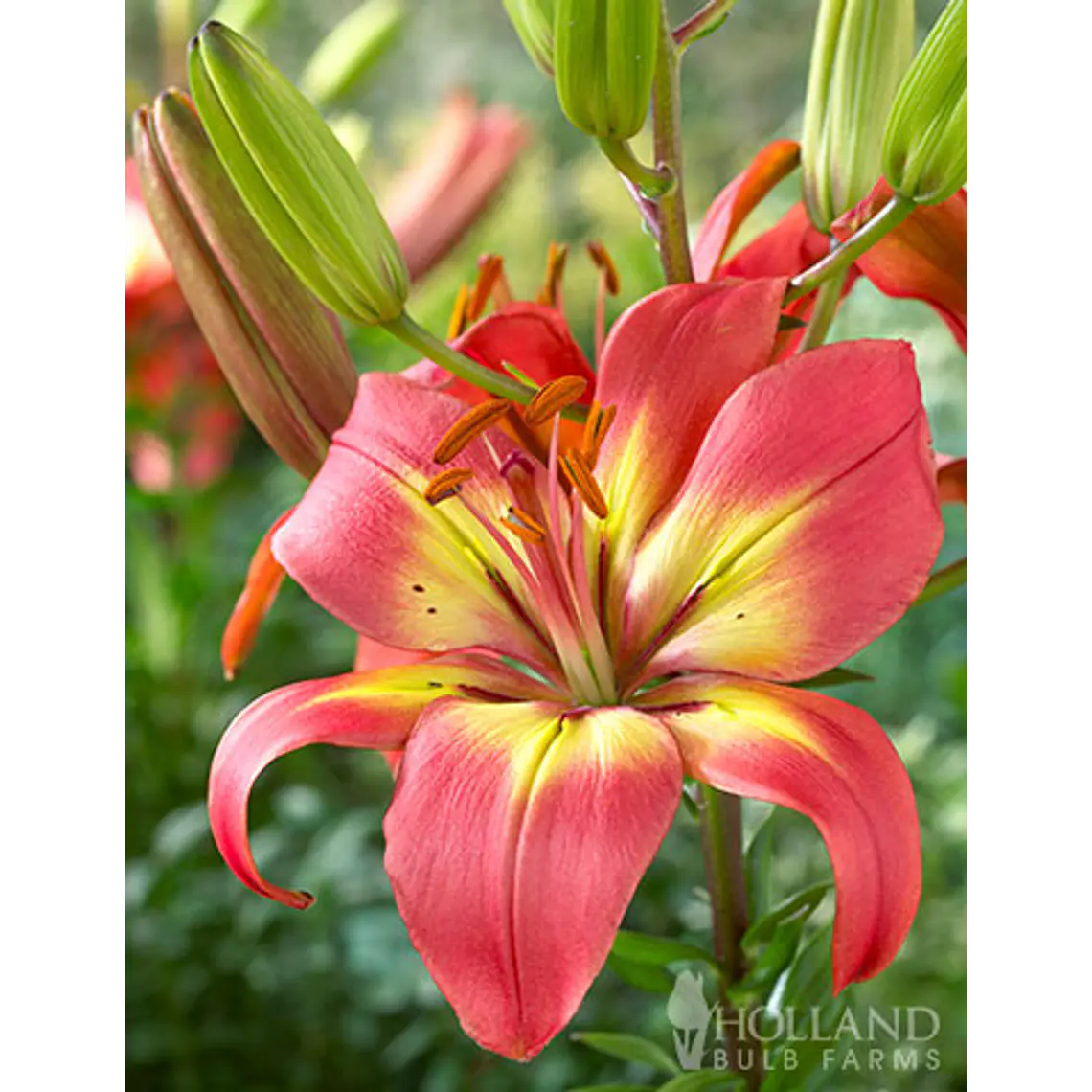 Bulbo Lilium Asiático Forever Linda 14/16  (LOTE DESPACHO FINES DE OCTUBRE 2026) 2