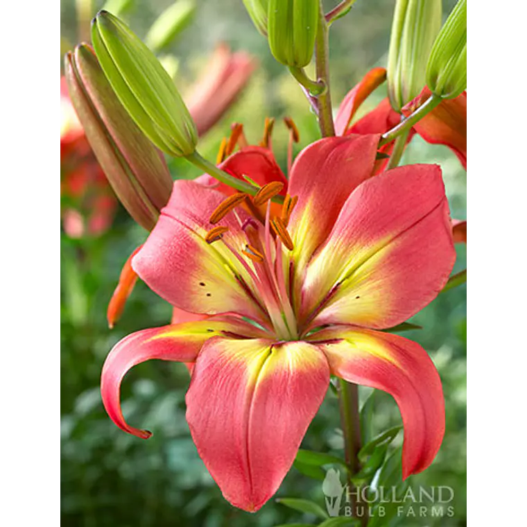 Bulbo Lilium Asiático Forever Linda 14/16  (LOTE DESPACHO FINES DE OCTUBRE 2026) 2