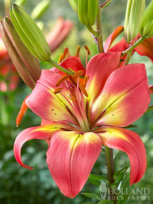 Bulbo Lilium Asiático Forever Linda 14/16  (LOTE DESPACHO FINES DE OCTUBRE 2026)