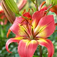 Bulbo Lilium Asiático Forever Linda 14/16  (LOTE DESPACHO FINES DE OCTUBRE 2026) - Miniatura 2