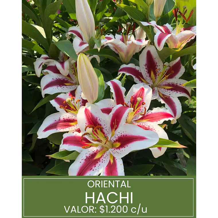 Bulbo Lilium Oriental Hachi 14/16 (LOTE DESPACHO FINES DE OCTUBRE) 1