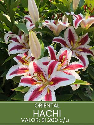 Bulbo Lilium Oriental Hachi 14/16 (LOTE DESPACHO FINES DE OCTUBRE)