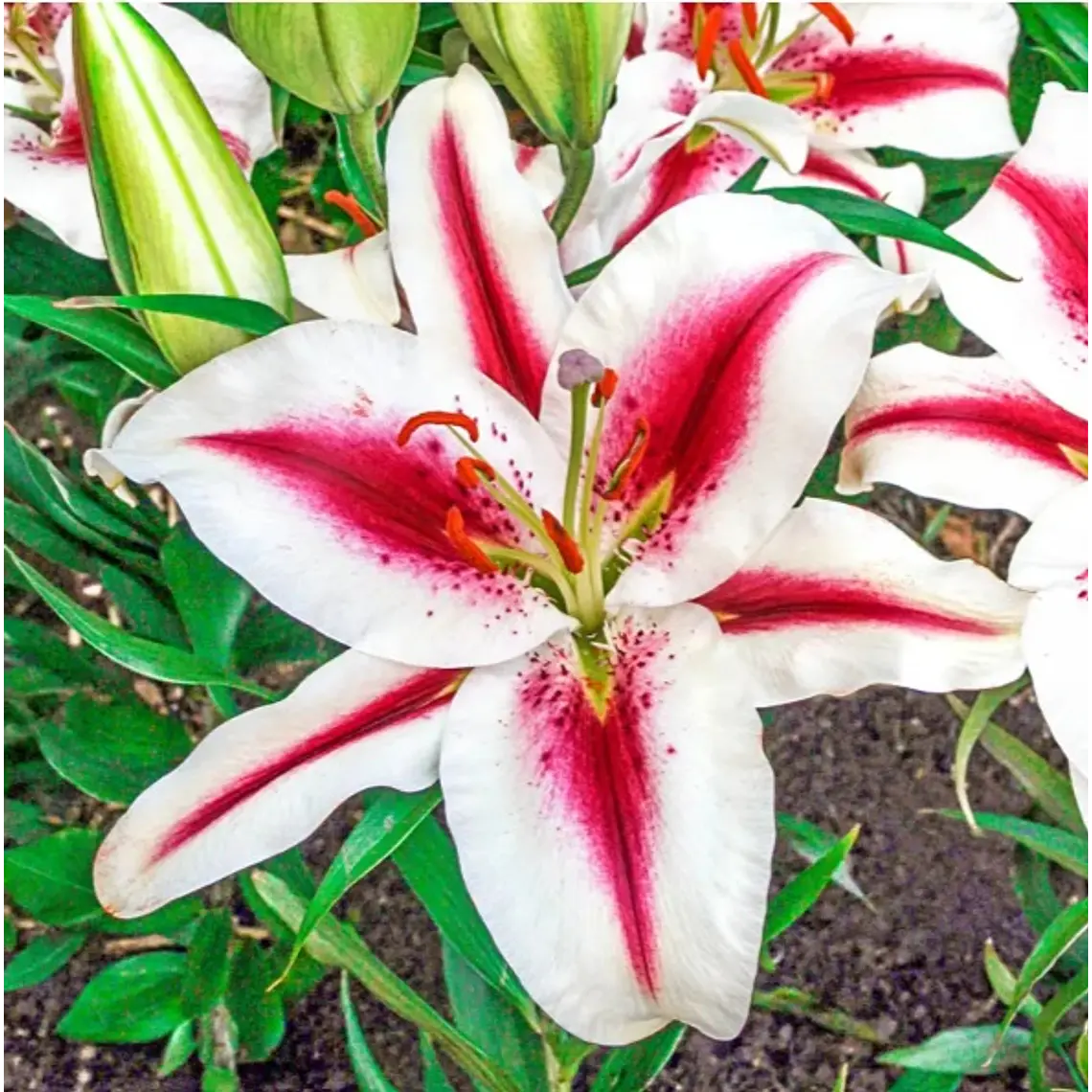 Bulbo Lilium Oriental Hachi 14/16 (LOTE DESPACHO FINES DE OCTUBRE) 2