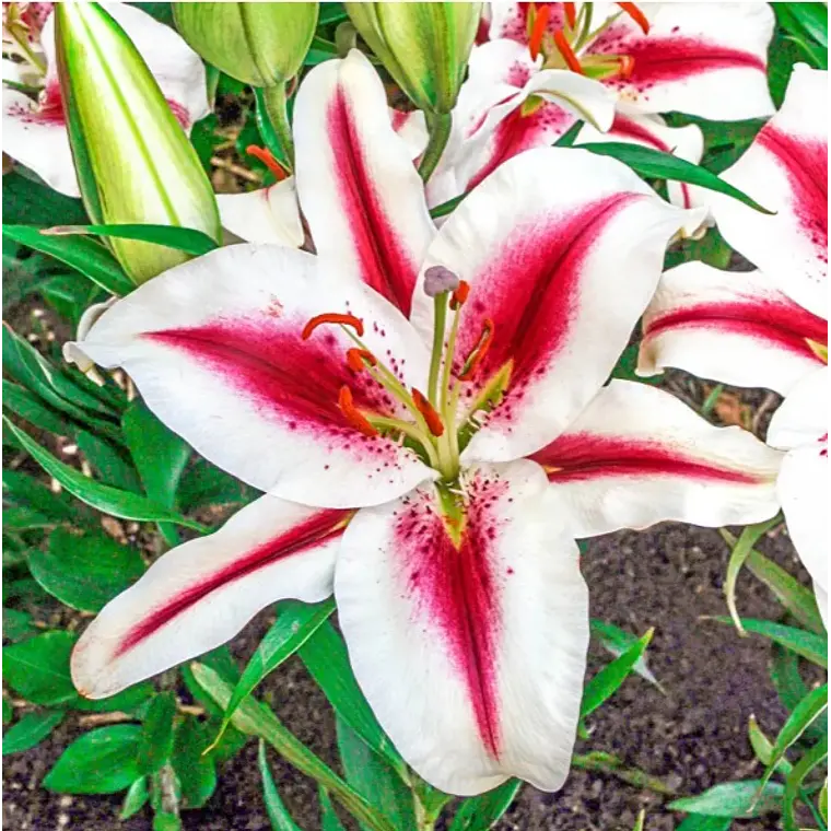 Bulbo Lilium Oriental Hachi 14/16 (LOTE DESPACHO FINES DE OCTUBRE) 2
