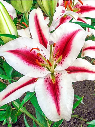 Bulbo Lilium Oriental Hachi 14/16 (LOTE DESPACHO FINES DE OCTUBRE)