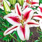 Bulbo Lilium Oriental Hachi 14/16 (LOTE DESPACHO FINES DE OCTUBRE) - Miniatura 2