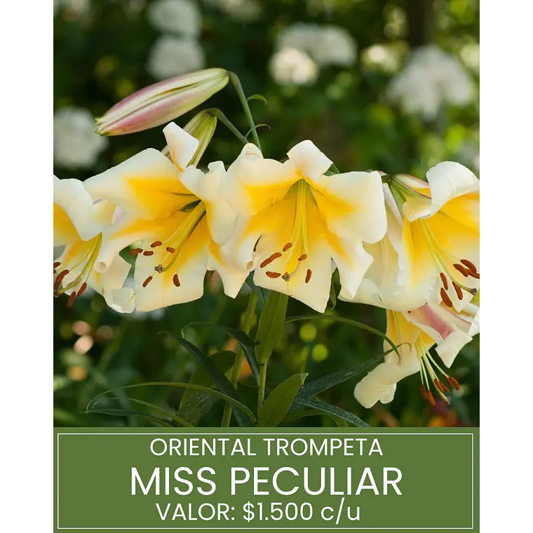 Bulbo Lilium Oriental Trompeta Miss Peculiar 14/16 (LOTE DESPACHO FINES DE OCTUBRE) 1