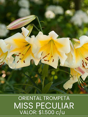 Bulbo Lilium Oriental Trompeta Miss Peculiar 14/16 (LOTE DESPACHO FINES DE OCTUBRE 2026)