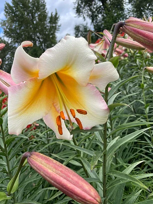 Bulbo Lilium Oriental Trompeta Miss Peculiar 14/16 (LOTE DESPACHO FINES DE OCTUBRE 2026)