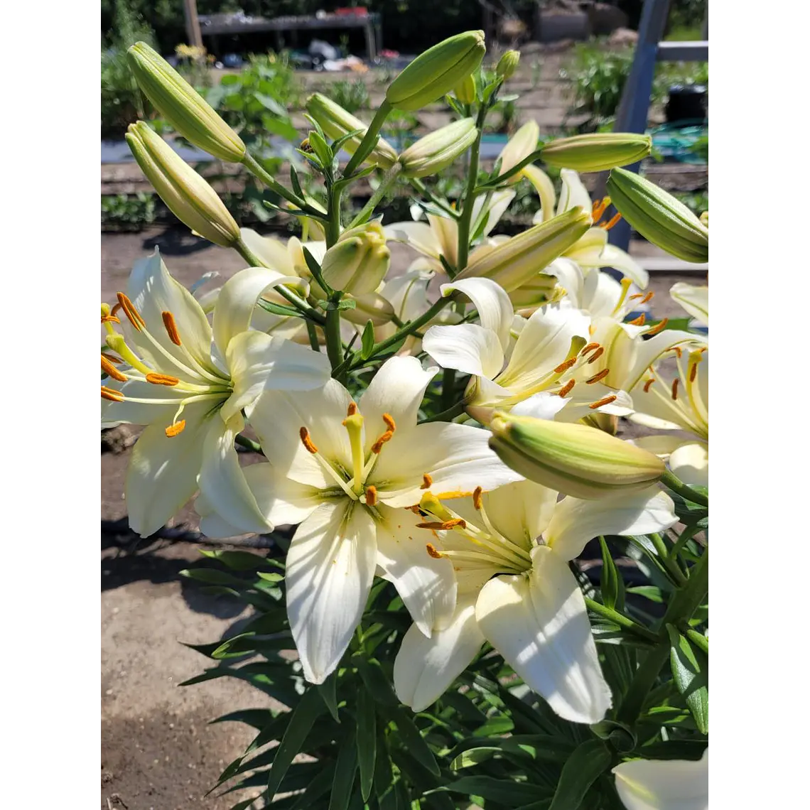 Bulbo Lilium Asiático Pearl Frances 14/16 (LOTE DESPACHO FINES DE OCTUBRE 2026) 2