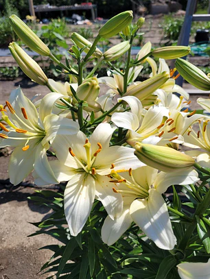 Bulbo Lilium Asiático Pearl Frances 14/16 (LOTE DESPACHO FINES DE OCTUBRE 2026)