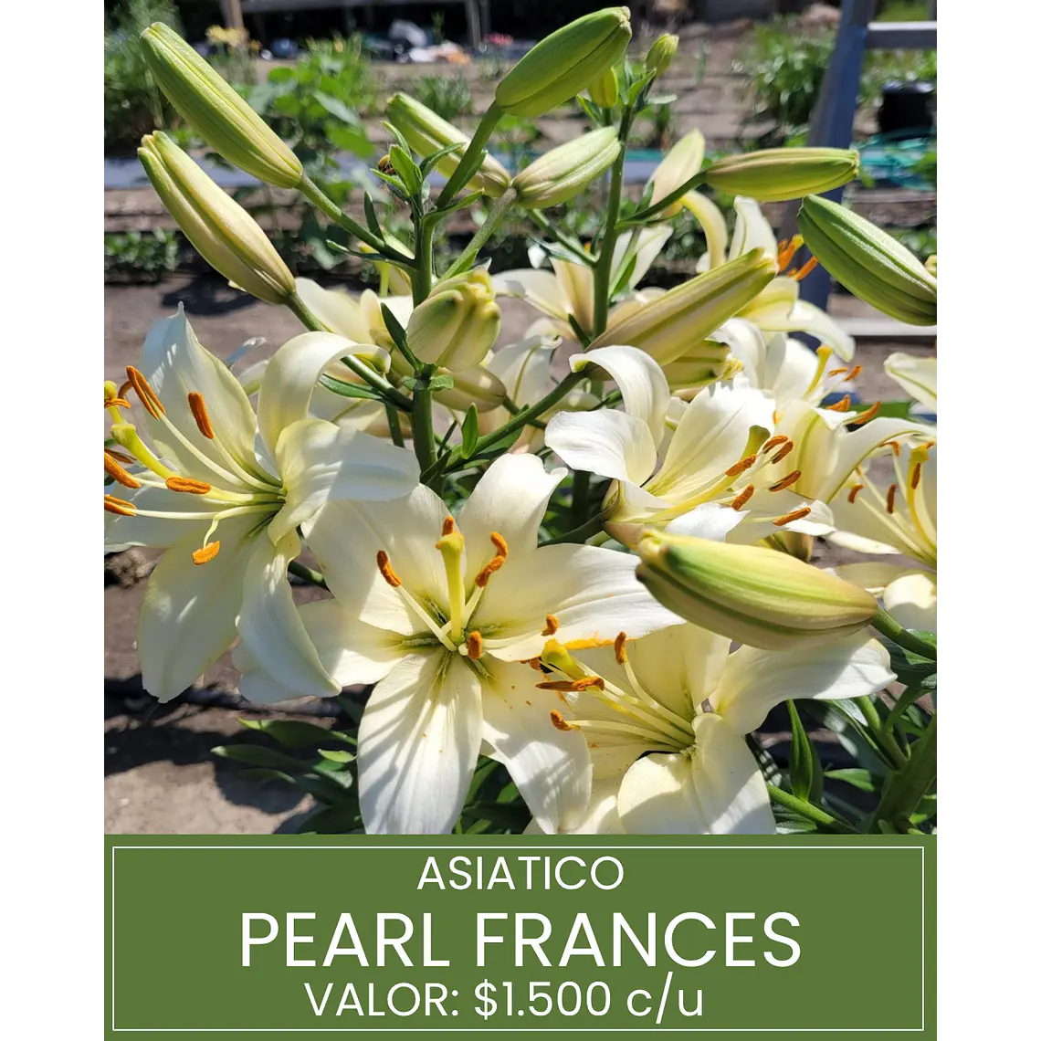 Bulbo Lilium Asiático Pearl Frances 14/16 (LOTE DESPACHO FINES DE OCTUBRE 2026) 1