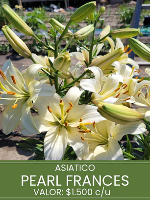 Bulbo Lilium Asiático Pearl Frances 14/16 (LOTE DESPACHO FINES DE OCTUBRE 2026)