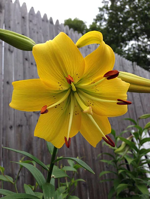 Bulbo Lilium Asiático Pearl Melanie 14/16 (LOTE DESPACHO FINES DE OCTUBRE 2026)