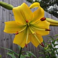 Bulbo Lilium Asiático Pearl Melanie 14/16 (LOTE DESPACHO FINES DE OCTUBRE 2026) - Miniatura 2