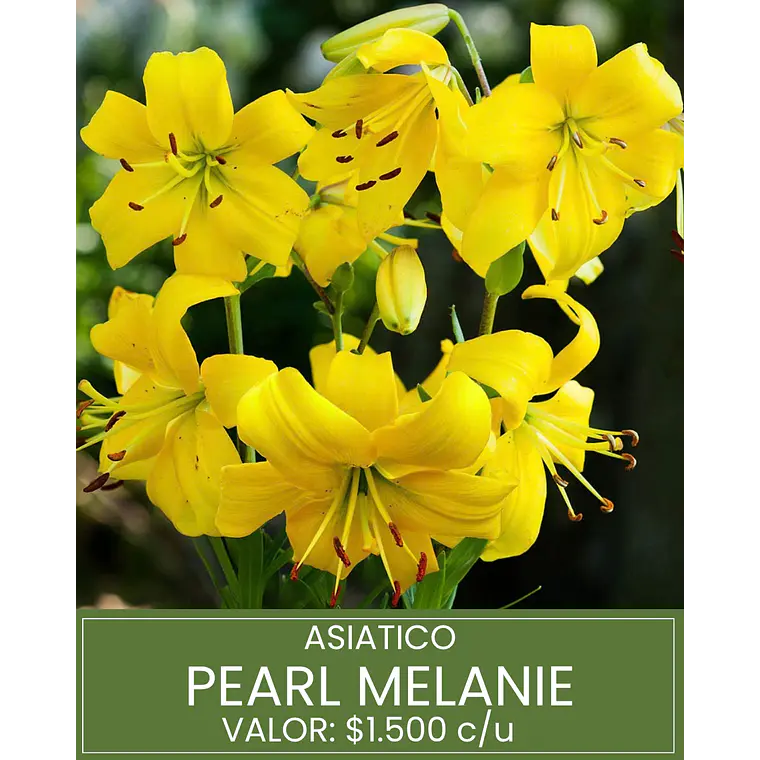 Bulbo Lilium Asiático Pearl Melanie 14/16 (LOTE DESPACHO FINES DE OCTUBRE 2026) 1