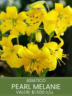 Bulbo Lilium Asiático Pearl Melanie 14/16 (LOTE DESPACHO FINES DE OCTUBRE 2026)