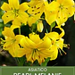Bulbo Lilium Asiático Pearl Melanie 14/16 (LOTE DESPACHO FINES DE OCTUBRE 2026) - Miniatura 1