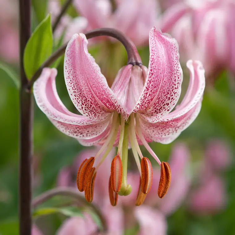 Bulbo Lilium Martagon Pink Morning 14/16 (LOTE DESPACHO FINES DE OCTUBRE 2026) 2