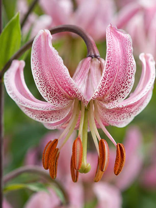 Bulbo Lilium Martagon Pink Morning 14/16 (LOTE DESPACHO FINES DE OCTUBRE 2026)