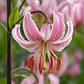 Bulbo Lilium Martagon Pink Morning 14/16 (LOTE DESPACHO FINES DE OCTUBRE 2026) - Miniatura 2