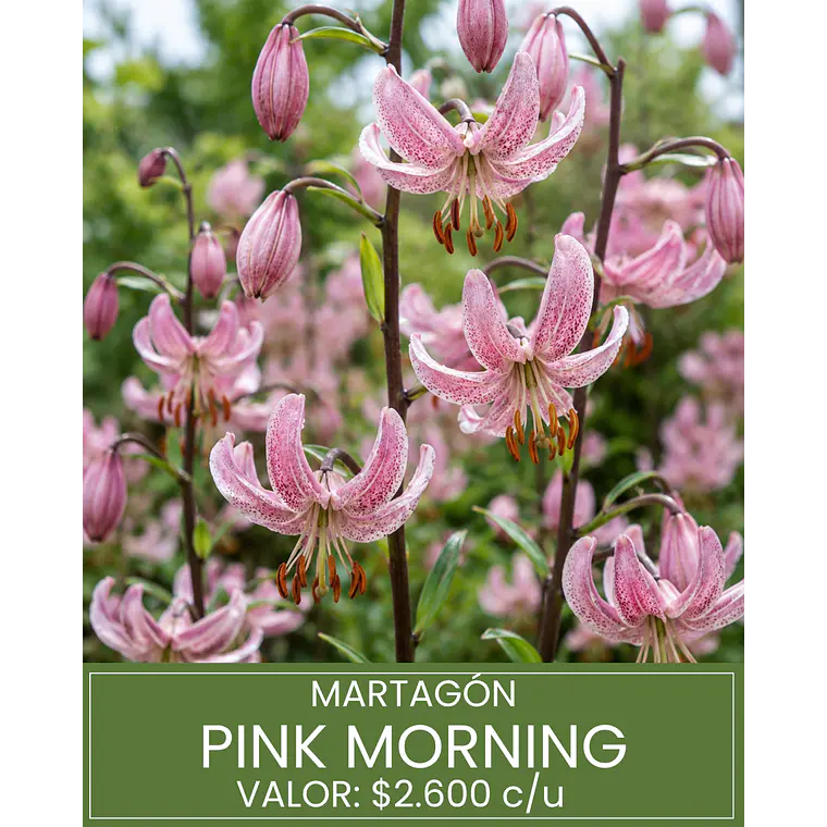 Bulbo Lilium Martagon Pink Morning 14/16 (LOTE DESPACHO FINES DE OCTUBRE 2026) 1