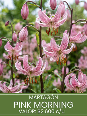 Bulbo Lilium Martagon Pink Morning 14/16 (LOTE DESPACHO FINES DE OCTUBRE 2026)