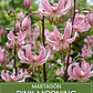 Bulbo Lilium Martagon Pink Morning 14/16 (LOTE DESPACHO FINES DE OCTUBRE 2026) - Miniatura 1