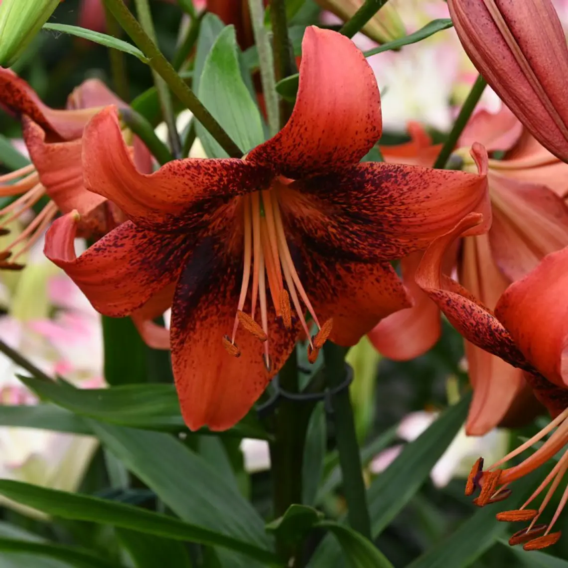 Bulbo Lilium Tigre Strawberry Event 16/18 (LOTE DESPACHO FINES DE OCTUBRE) 2