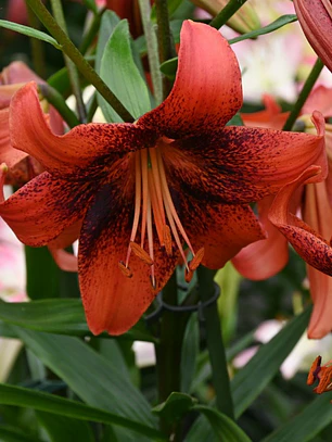 Bulbo Lilium Tigre Strawberry Event 16/18 (LOTE DESPACHO FINES DE OCTUBRE)