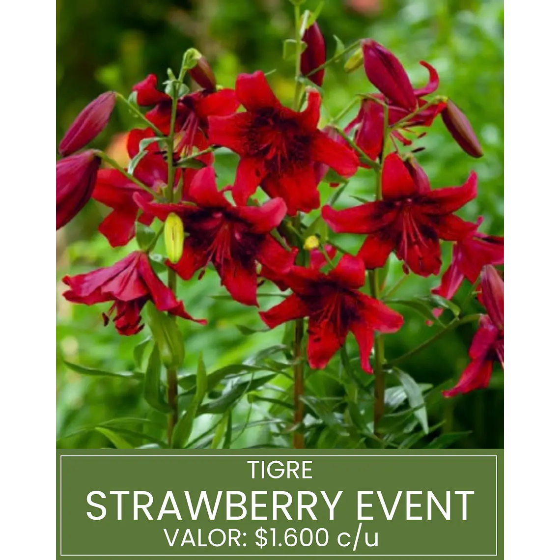 Bulbo Lilium Tigre Strawberry Event 16/18 (LOTE DESPACHO FINES DE OCTUBRE) 1