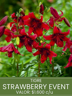 Bulbo Lilium Tigre Strawberry Event 16/18 (LOTE DESPACHO FINES DE OCTUBRE)