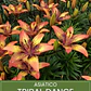 Bulbo Lilium Asiático Tribal Dance 14/16 (LOTE DESPACHO FINES DE OCTUBRE 2026) - Miniatura 1