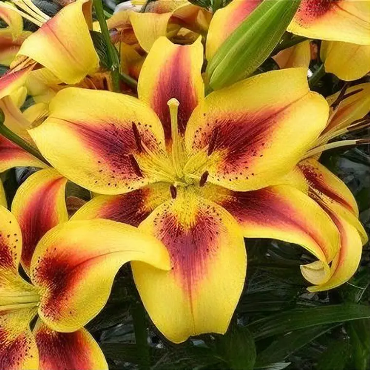 Bulbo Lilium Oriental Trompeta Viva La Vida 14/16 (LOTE DESPACHO FINES DE OCTUBRE 2026) 2