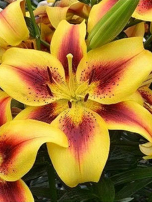 Bulbo Lilium Oriental Trompeta Viva La Vida 14/16 (LOTE DESPACHO FINES DE OCTUBRE 2026)