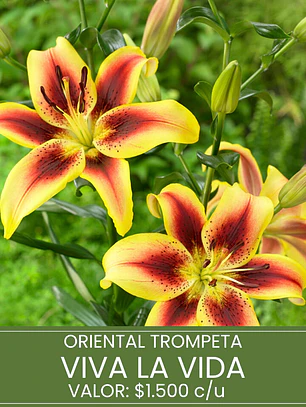 Bulbo Lilium Oriental Trompeta Viva La Vida 14/16 (LOTE DESPACHO FINES DE OCTUBRE 2026)