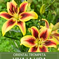 Bulbo Lilium Oriental Trompeta Viva La Vida 14/16 (LOTE DESPACHO FINES DE OCTUBRE 2026) - Miniatura 1