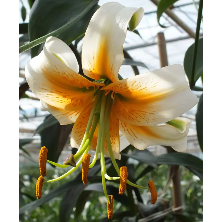 Bulbo Lilium Oriental Trompeta Lady Alice 14/16 (LOTE DESPACHO FINES DE OCTUBRE 2026) 2