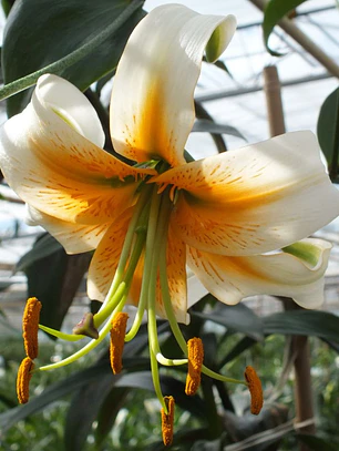Bulbo Lilium Oriental Trompeta Lady Alice 14/16 (LOTE DESPACHO FINES DE OCTUBRE 2026)
