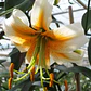 Bulbo Lilium Oriental Trompeta Lady Alice 14/16 (LOTE DESPACHO FINES DE OCTUBRE 2026) - Miniatura 2