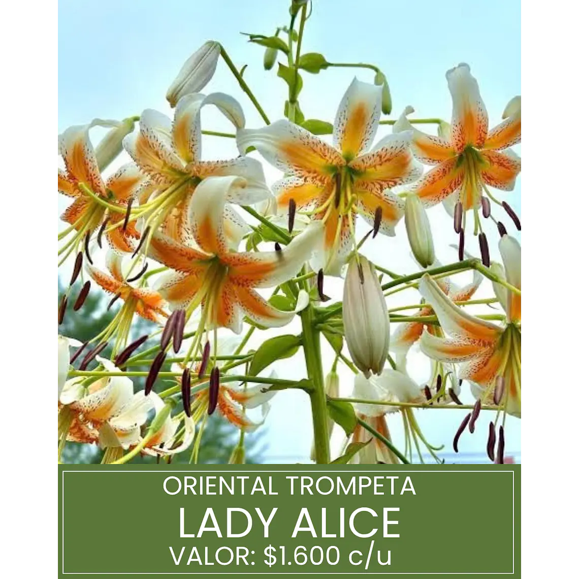 Bulbo Lilium Oriental Trompeta Lady Alice 14/16 (LOTE DESPACHO FINES DE OCTUBRE 2026) 1