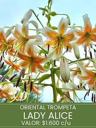Bulbo Lilium Oriental Trompeta Lady Alice 14/16 (LOTE DESPACHO FINES DE OCTUBRE 2026)