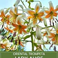 Bulbo Lilium Oriental Trompeta Lady Alice 14/16 (LOTE DESPACHO FINES DE OCTUBRE 2026) - Miniatura 1