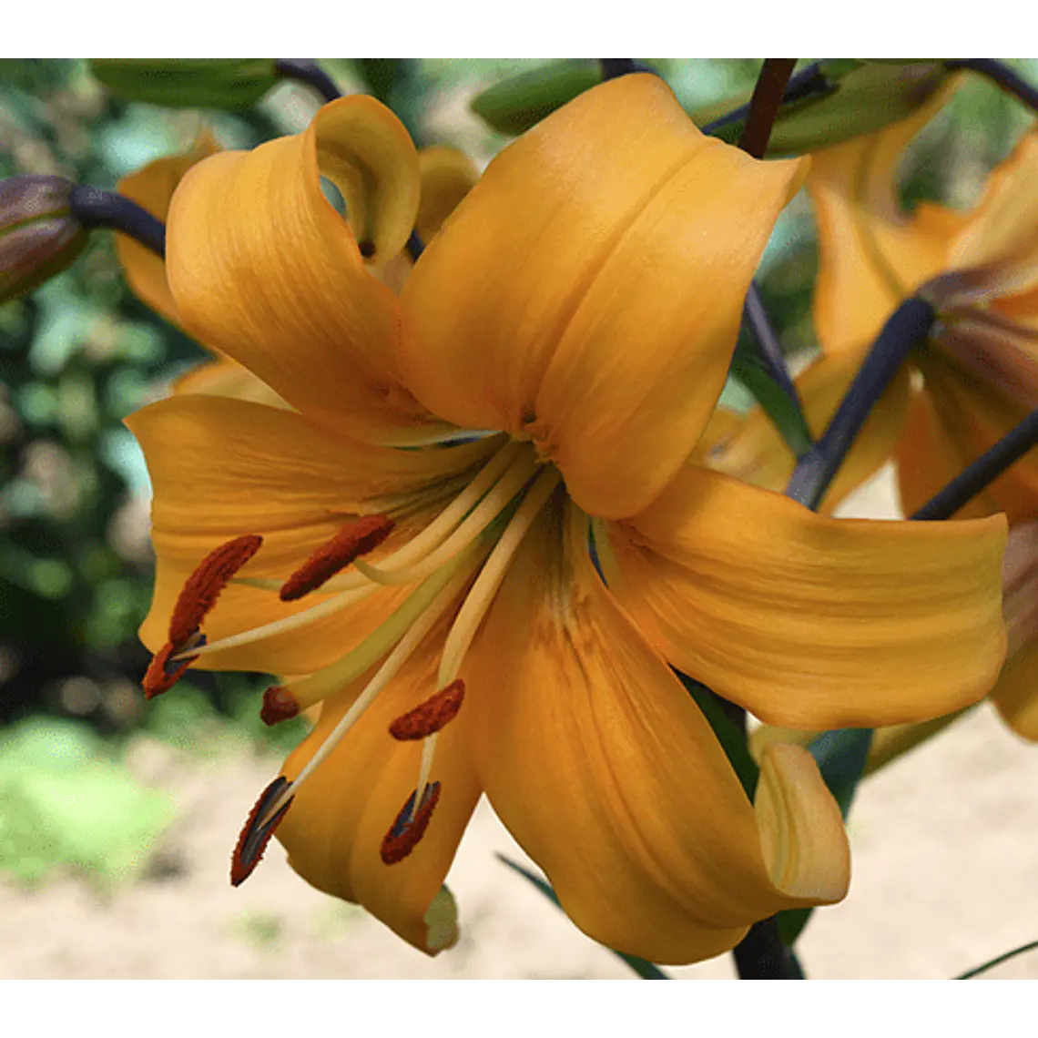 Bulbo Lilium Asiático Pearl Justien 14/16 (LOTE DESPACHO FINES DE OCTUBRE 2026) 2